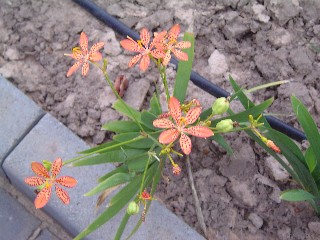 Speckled Flower